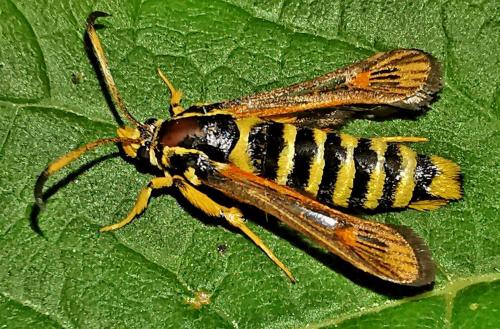 Réf. 327 916 : Bembecia ichneumoniformis